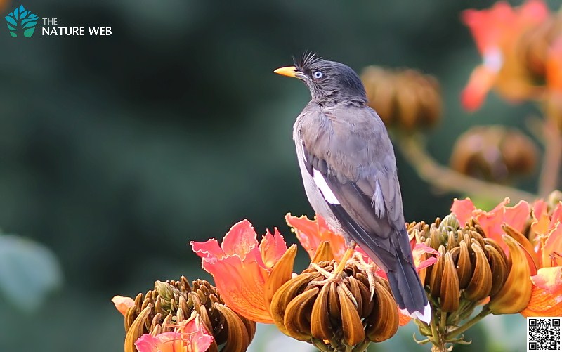 Jungle Myna